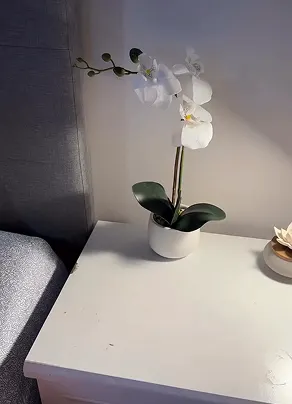 Virgo Box